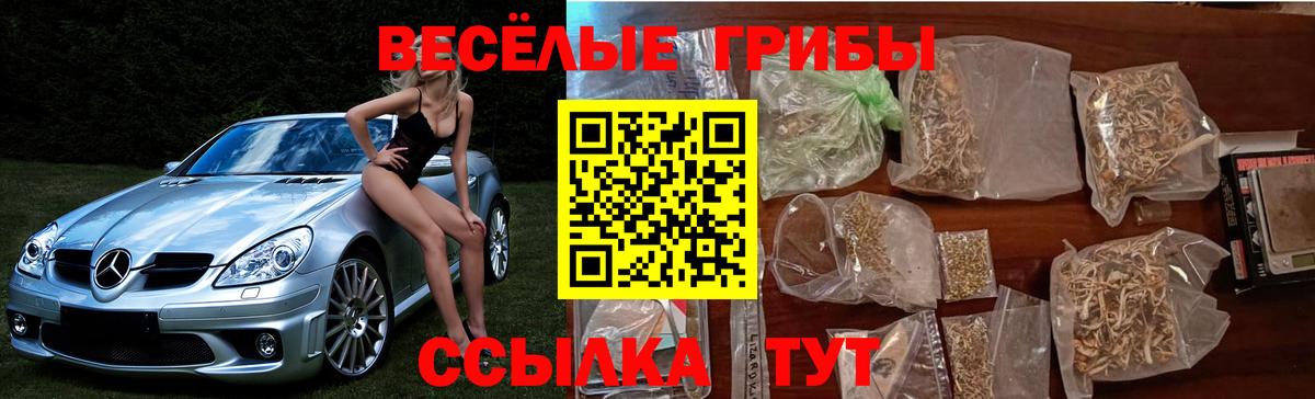 Псилоцибиновые грибы Psilocybe Альметьевск